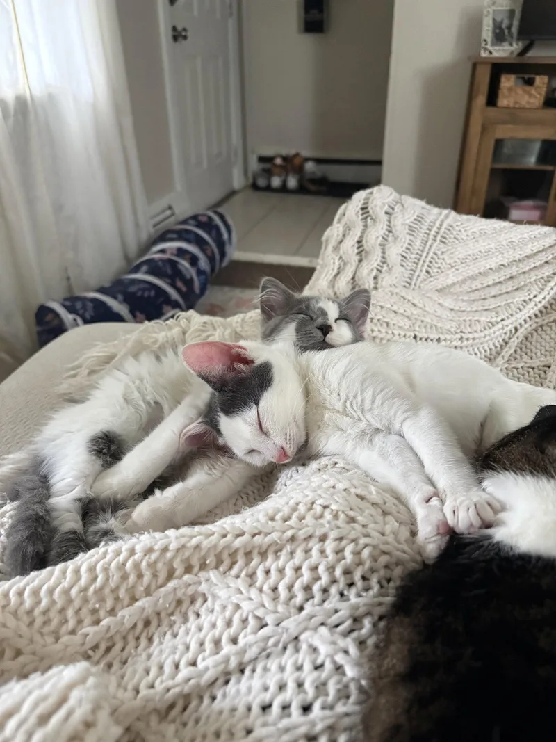 A baby medium-sized male Gray & White Domestic Short Hair cat named Jay W Georgie for adoption in Stewartsville, NJ