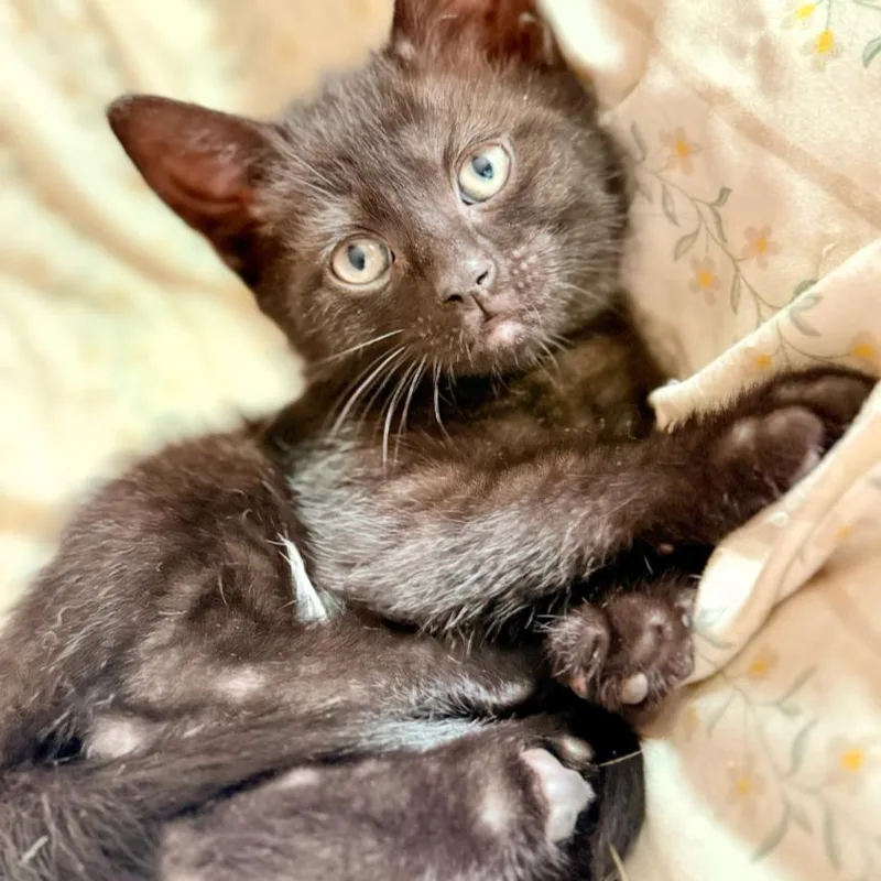 A baby small-sized female Black Domestic Short Hair cat named Cayenne for adoption in Woodstock, VA
