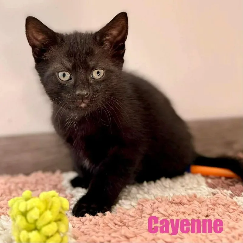 Cayenne thumbnail 4