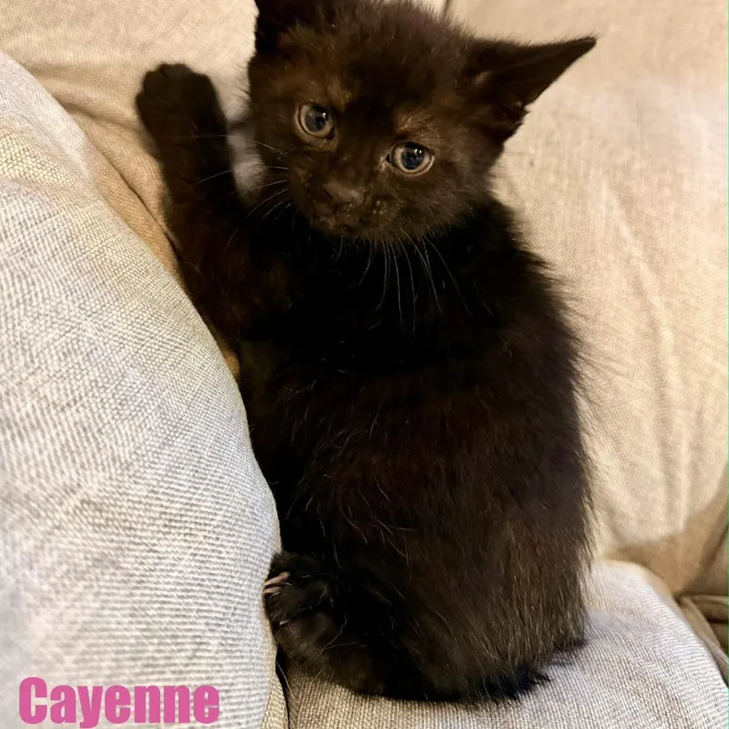 Cayenne thumbnail 5
