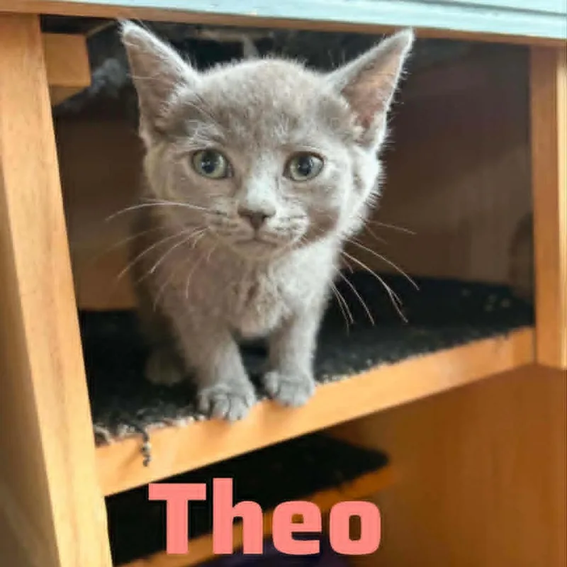 Theodosia Bonded to Jinx