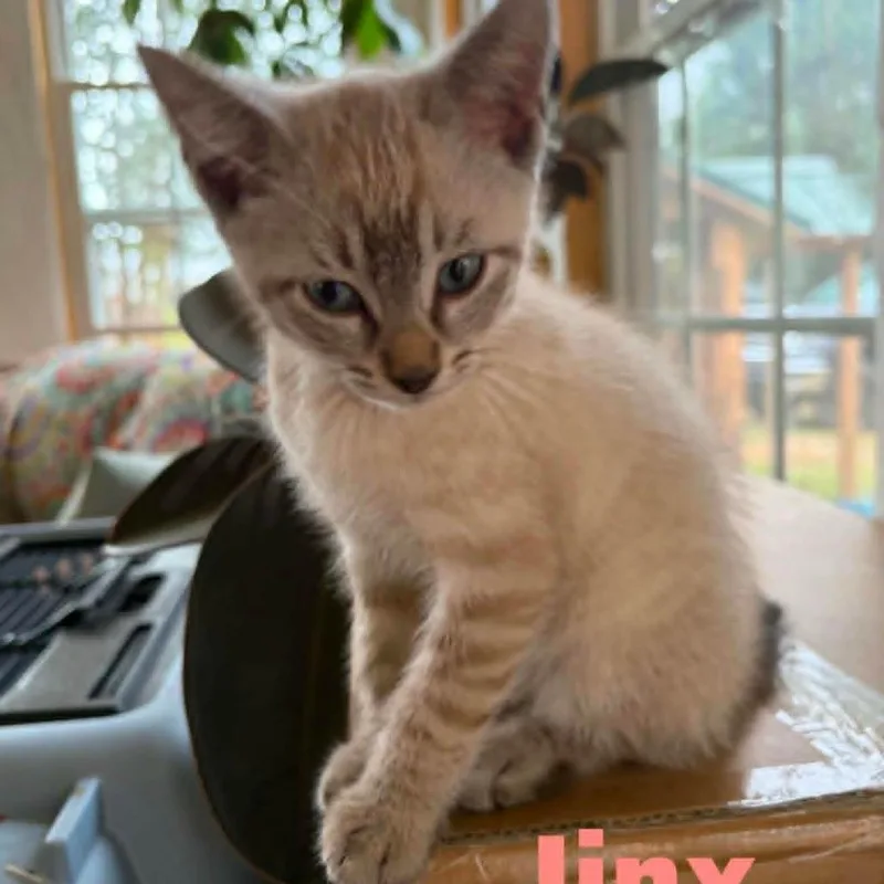 Theodosia Bonded to Jinx thumbnail 2