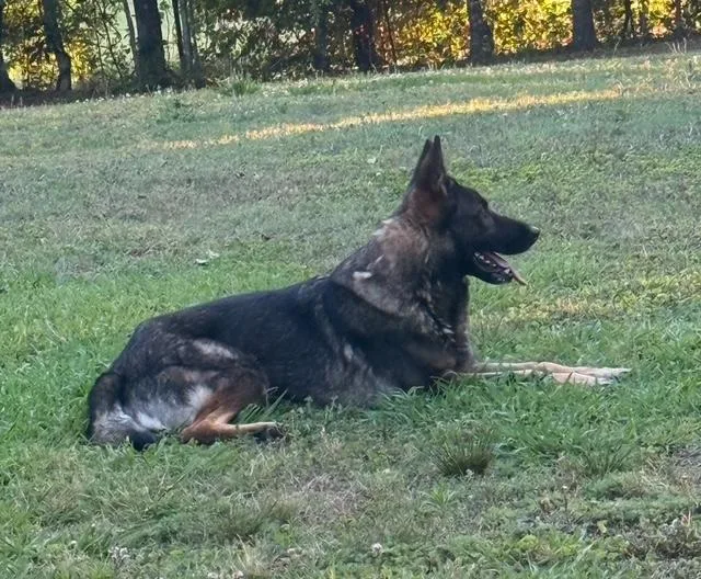 An adult large-sized female Bicolor German Shepherd Dog dog named Karma for adoption in Roswell, GA