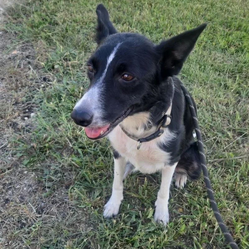An adult medium-sized female Black Border Collie dog named Lucy Loo for adoption in Olathe, KS