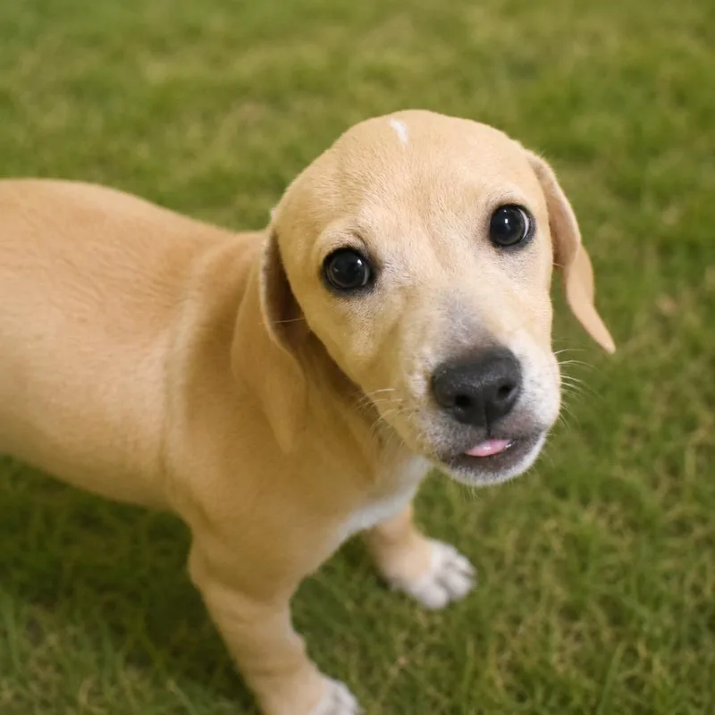 A baby medium-sized female Chihuahua dog named Lillian for adoption in Saint Petersburg, FL