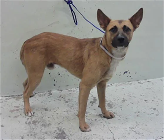 A young medium-sized male German Shepherd Dog dog named Roo for adoption in Houston, TX
