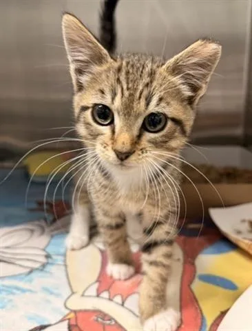 A baby large-sized male Domestic Short Hair cat named Cesar for adoption in San Martin, CA