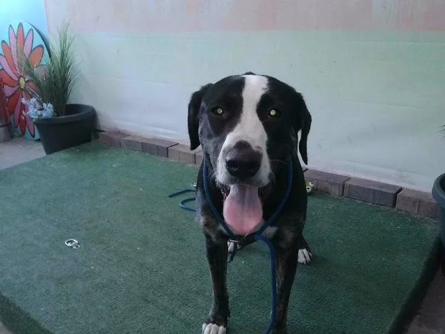 A young medium-sized male Labrador Retriever dog named Miguel for adoption in Baldwin Park, CA