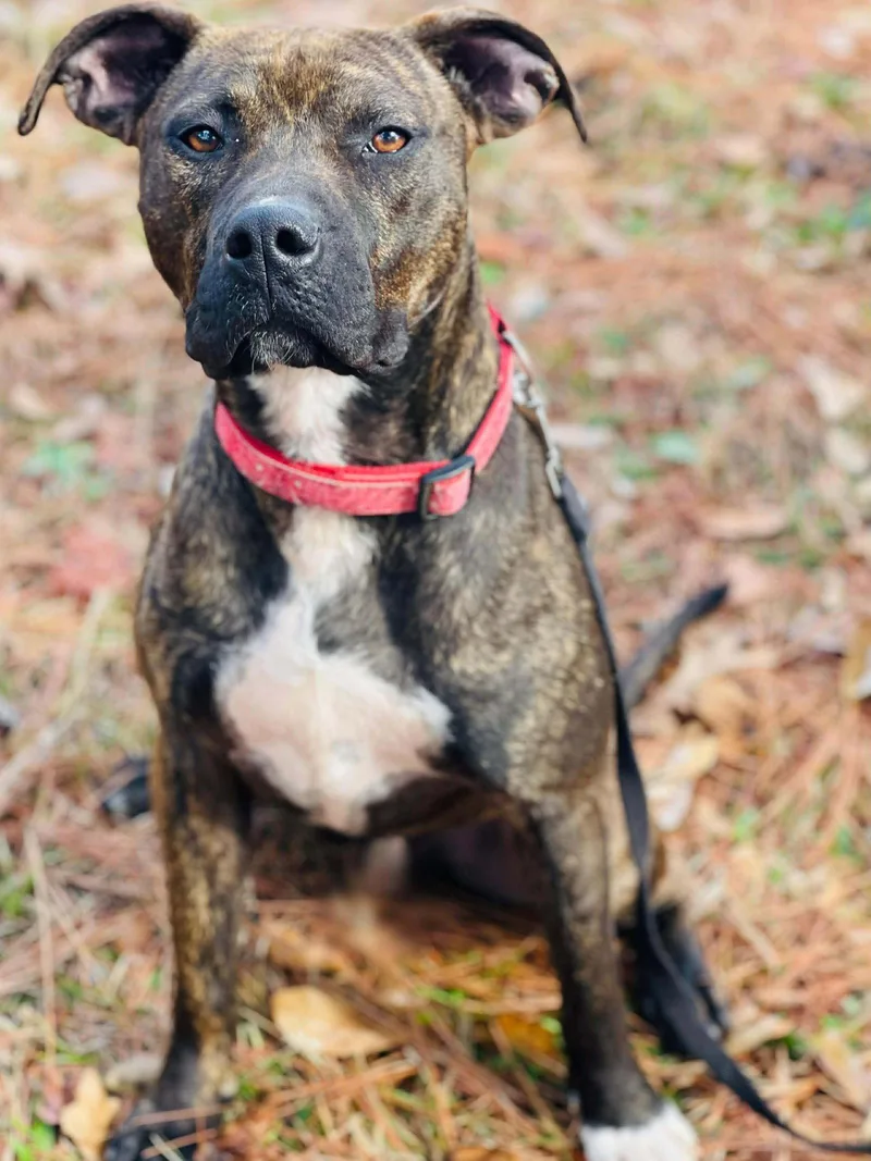 A young medium-sized male Boxer dog named Gunner for adoption in Social Circle, GA