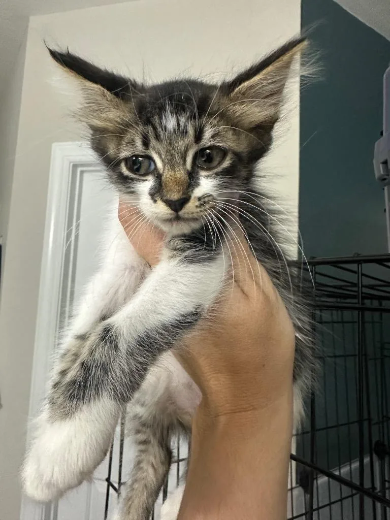 A baby large-sized female Domestic Short Hair cat named Beauty for adoption in warrenville, SC