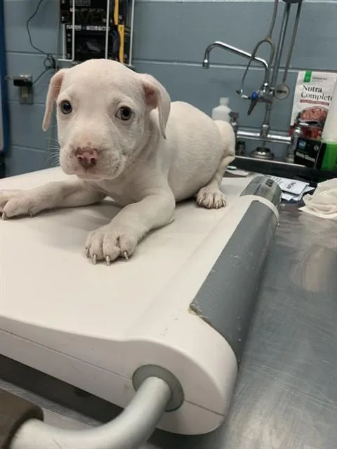 A baby small-sized female Pit Bull Terrier dog named Hotel for adoption in Corpus Christi, TX