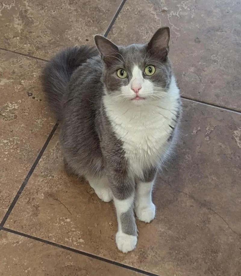 An adult large-sized male Domestic Medium Hair cat named Banana for adoption in Phoenix, AZ