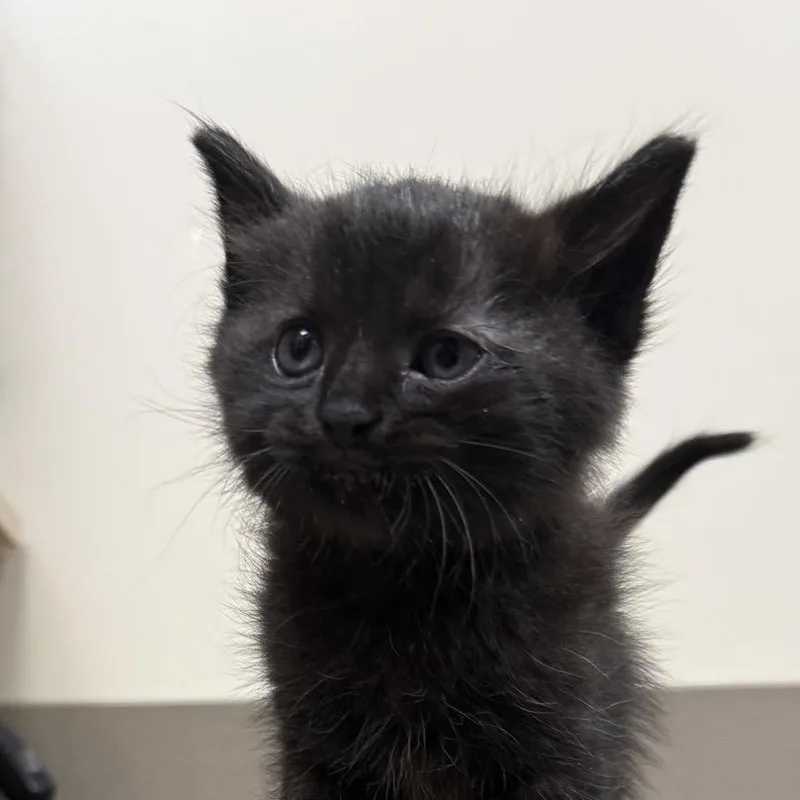 A baby small-sized female Black Domestic Short Hair cat named Gabby for adoption in Norfolk, NE
