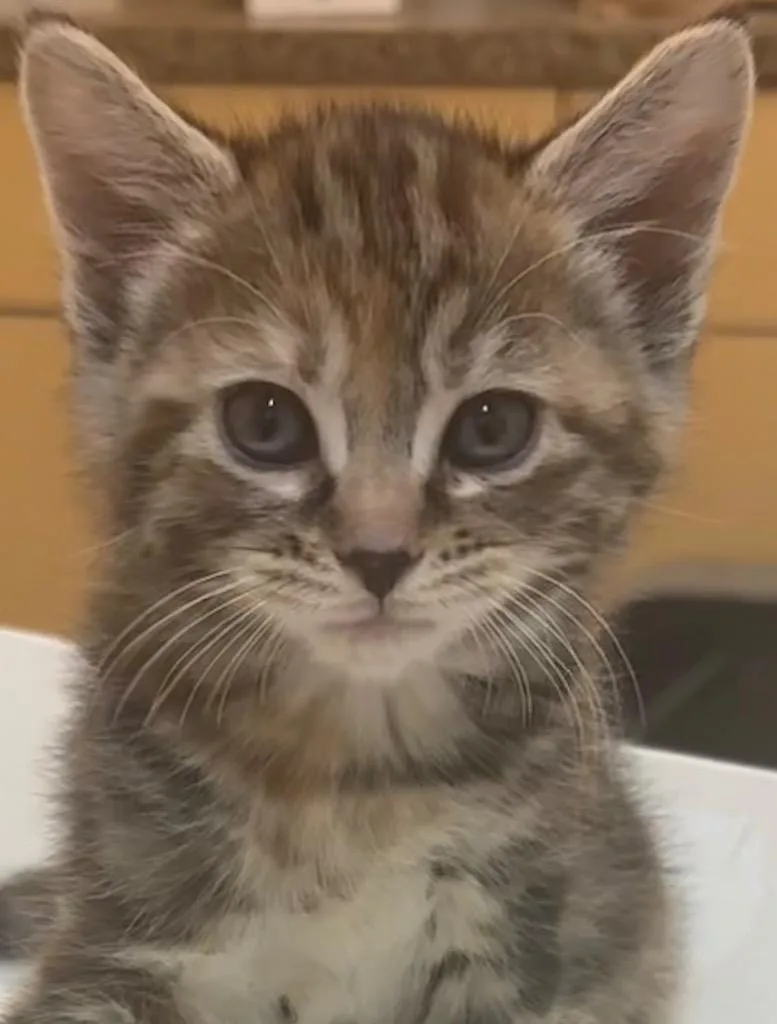 A baby small-sized female Domestic Short Hair cat named Jeanette for adoption in Elizabethton, TN