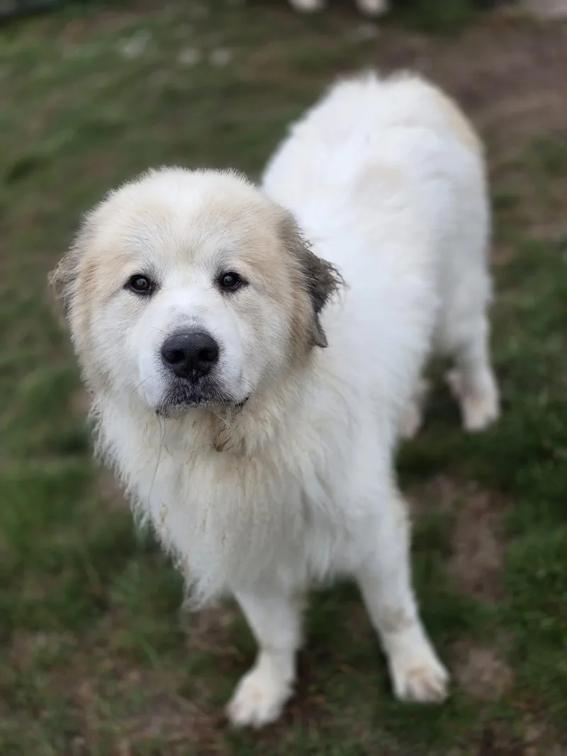 An adult large-sized male White / Cream Great Pyrenees dog named Ozzy for adoption in Shelby, MI
