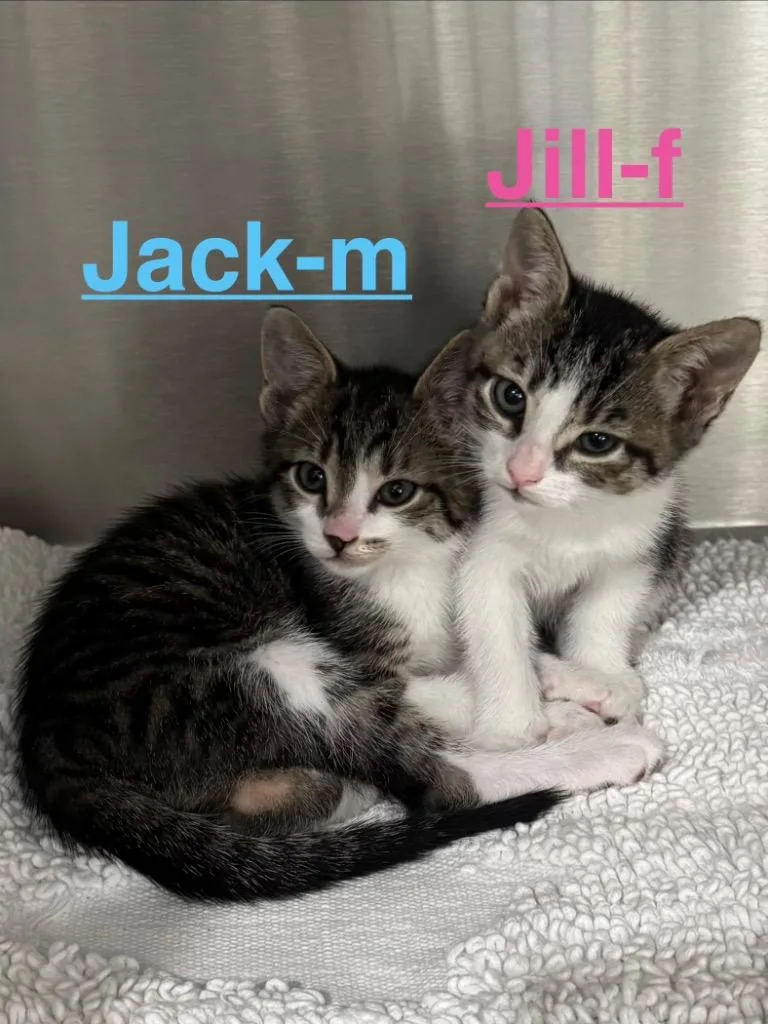Jill