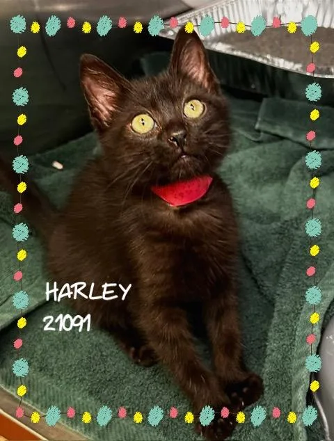Harley thumbnail 2