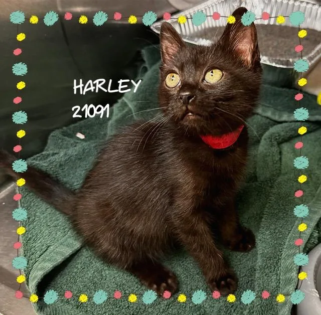 Harley thumbnail 3