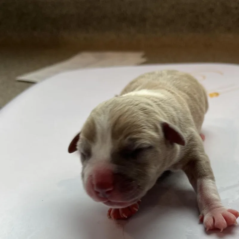 A baby medium-sized female Terrier dog named Korra for adoption in Tampa, FL