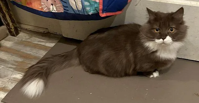 A young medium-sized male Munchkin cat named Mac for adoption in Powder Springs, GA