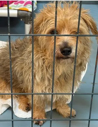 An adult small-sized male Terrier dog named Noodle for adoption in Largo, FL