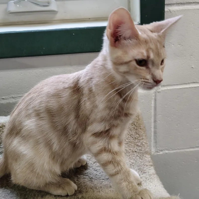 A baby medium-sized female Domestic Short Hair cat named Matilda for adoption in Canton, IL