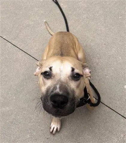 A young small-sized male Pit Bull Terrier dog named Dobby for adoption in Dayton, OH