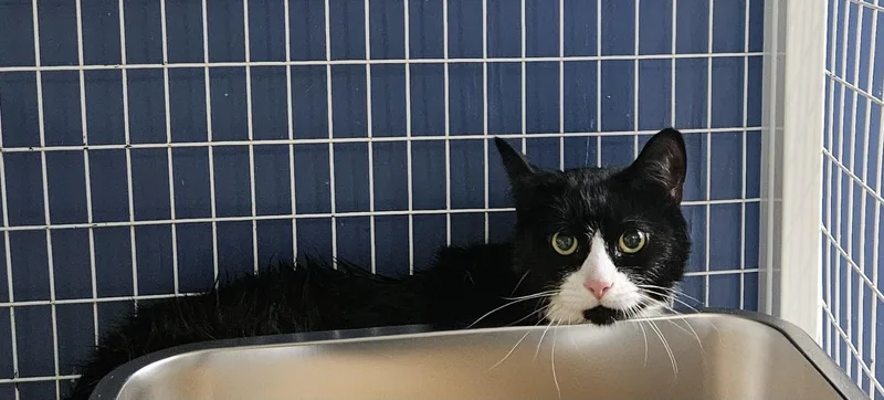 An adult medium-sized female Domestic Short Hair cat named Smirnoff for adoption in Claremont, NH