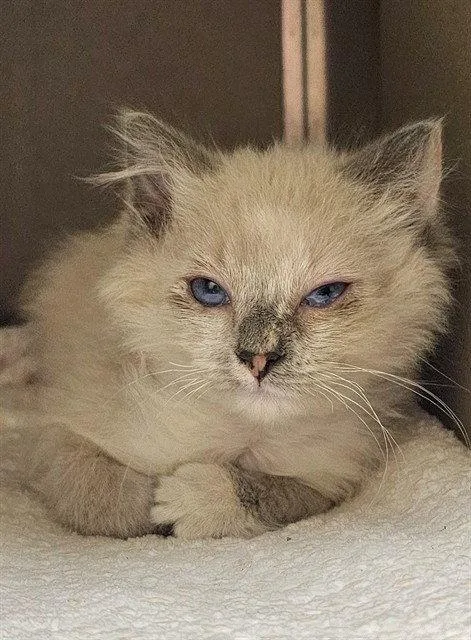 A baby medium-sized female Domestic Long Hair cat named Starbie for adoption in Clyde, NC
