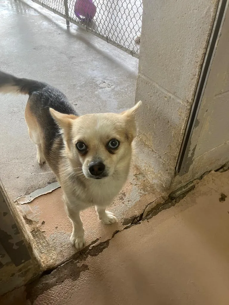 An adult medium-sized male Chihuahua dog named Luke for adoption in Troy, OH