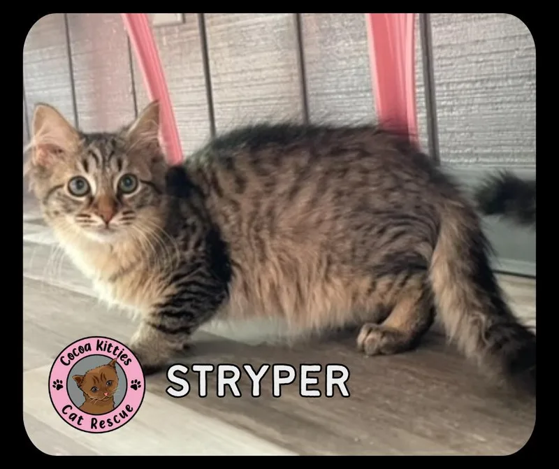 A baby small-sized male Domestic Long Hair cat named Stryper for adoption in Hershey, PA