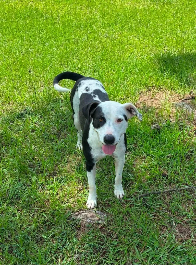 An adult large-sized female Pit Bull Terrier dog named Maddie Girl Louisiana for adoption in Rockaway, NJ