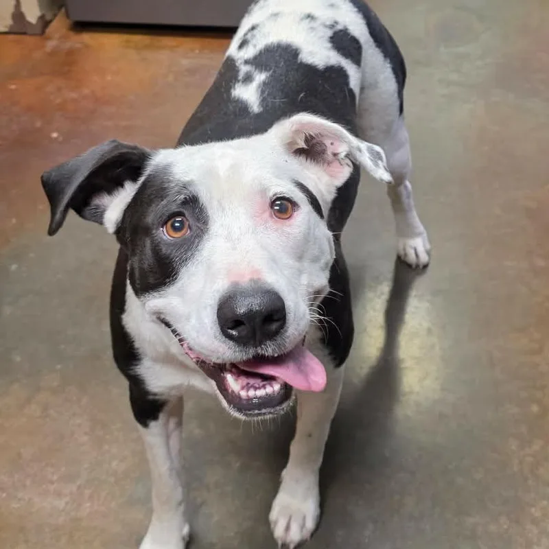 Maddie Girl Louisiana thumbnail 2