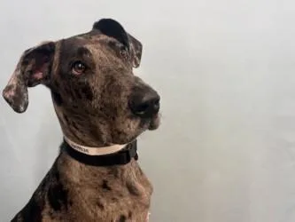 An adult extra large-sized female Great Dane dog named Ruby for adoption in Golden Valley, MN