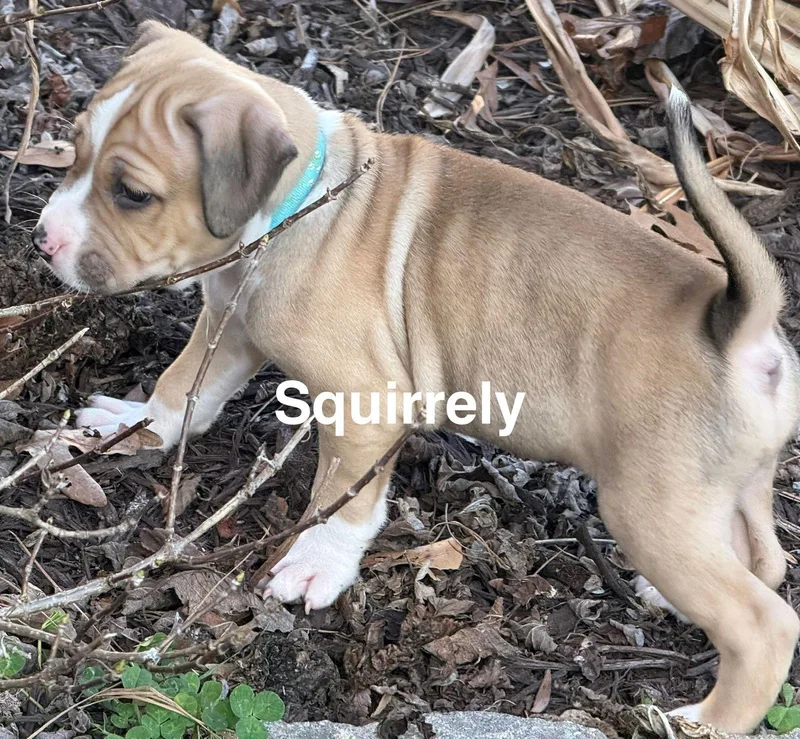 Squirrely