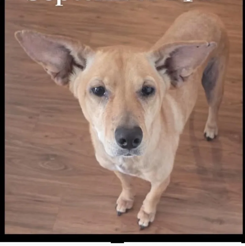 An adult medium-sized female Yellow / Tan / Blond / Fawn Mixed Breed dog named Harley for adoption in Martinsburg, WV