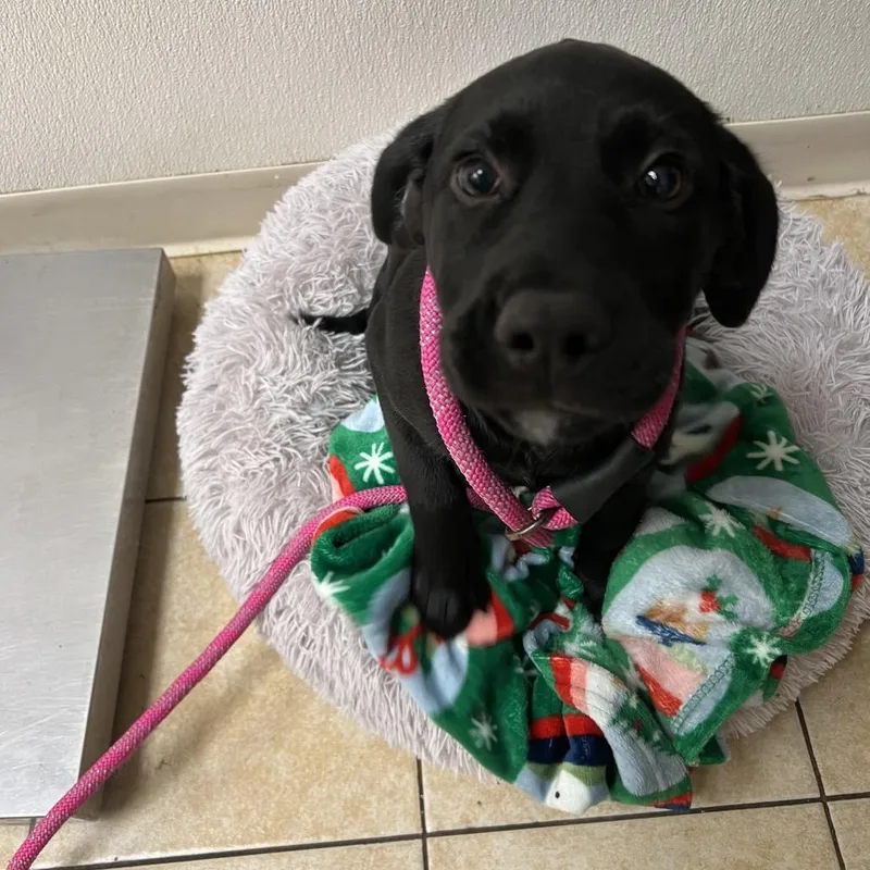 A baby large-sized male Black Labrador Retriever dog named Dr. Phil for adoption in Pekin, IL
