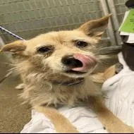 An adult small-sized male Yellow / Tan / Blond / Fawn Mixed Breed dog named Connor for adoption in Jacksonville, FL