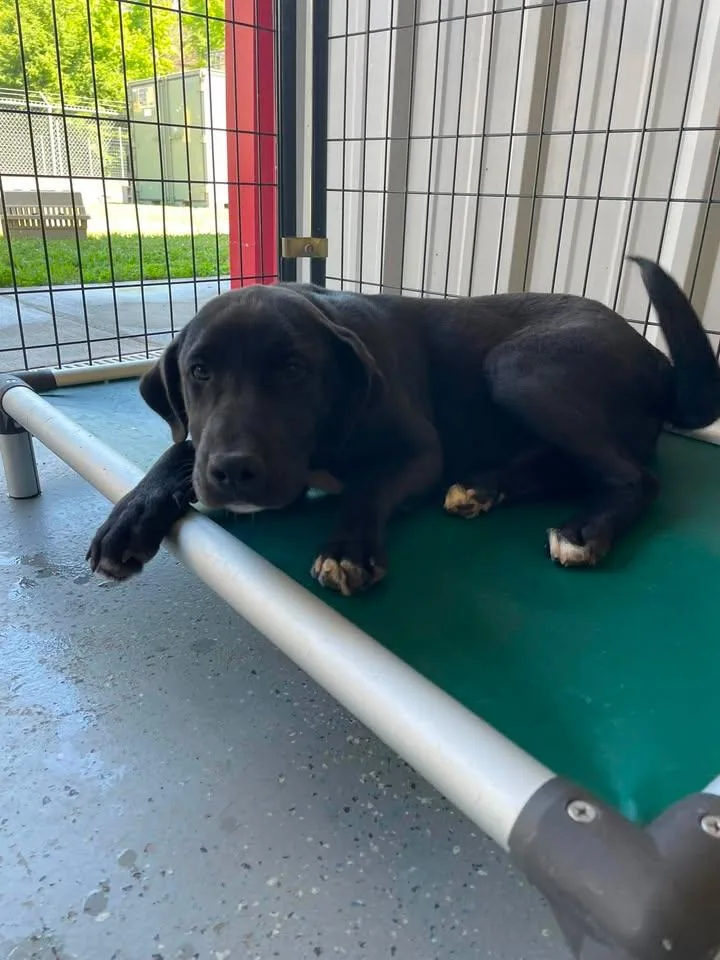 A young medium-sized male Black Labrador Retriever dog named Lou for adoption in Bishopville, SC