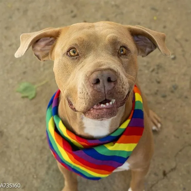 An adult large-sized female Pit Bull Terrier dog named Lilly for adoption in Sacramento, CA
