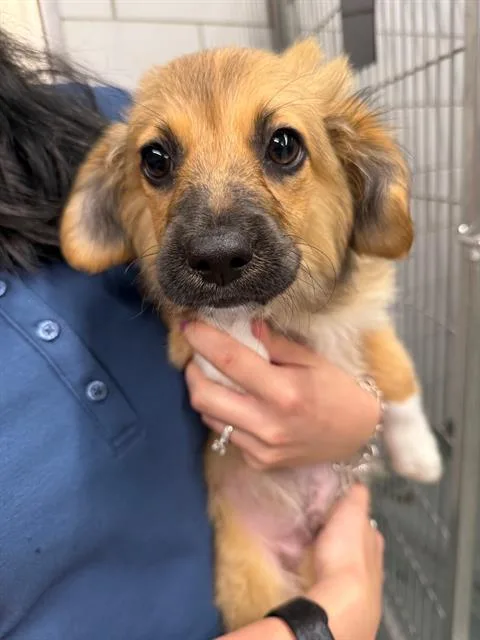 A baby small-sized male Australian Shepherd dog named Ziltch for adoption in Baytown, TX