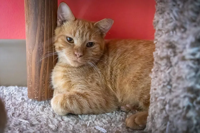 A young medium-sized male Tabby cat named Gumbo for adoption in Greenville, DE