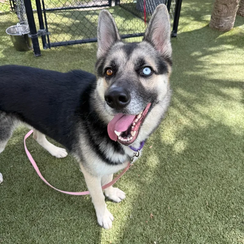 An adult large-sized male Black Mixed Breed dog named Duke for adoption in Sarasota, FL