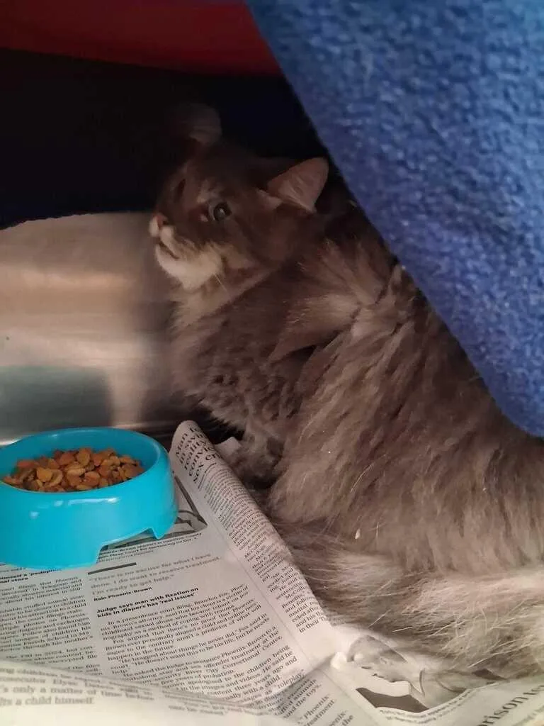 An adult medium-sized male Gray / Blue / Silver Domestic Medium Hair cat named Science Diet for adoption in Cincinnati, OH