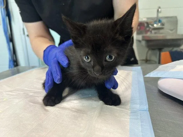 A baby small-sized male Black Domestic Short Hair cat named Tycho for adoption in Tavares, FL
