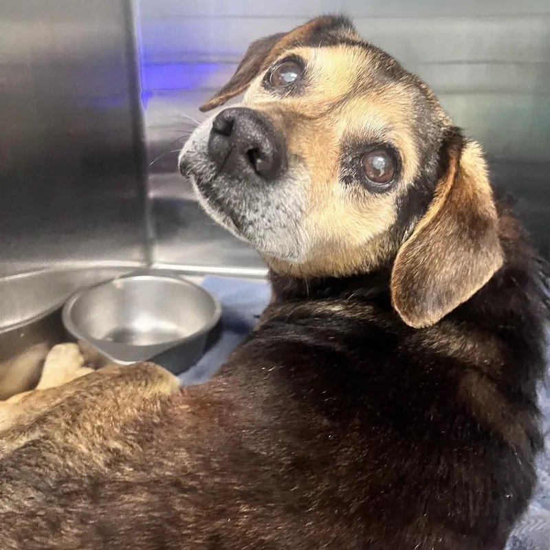 A senior small-sized male Black Mixed Breed dog named Griffen for adoption in Charleston, WV