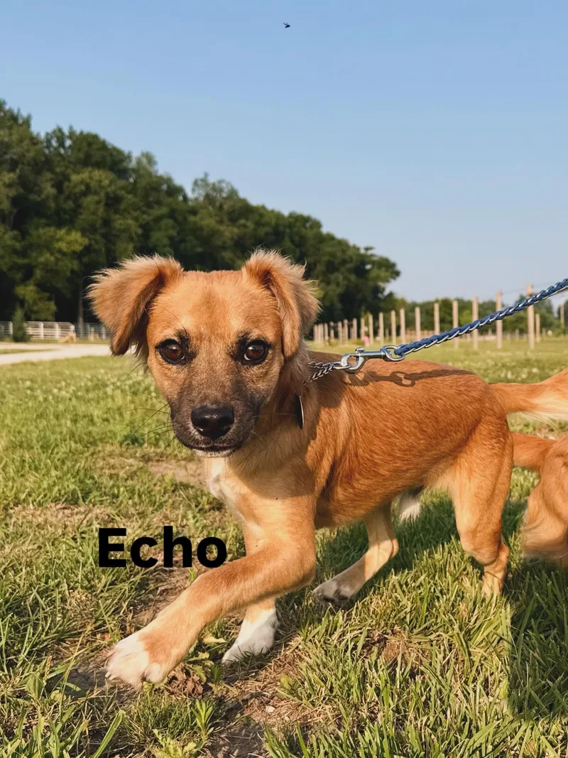 A young small-sized male Chihuahua dog named Echo for adoption in Waukesha , WI