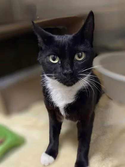 A young medium-sized female Domestic Short Hair cat named DJ Spinderella for adoption in Westland, MI