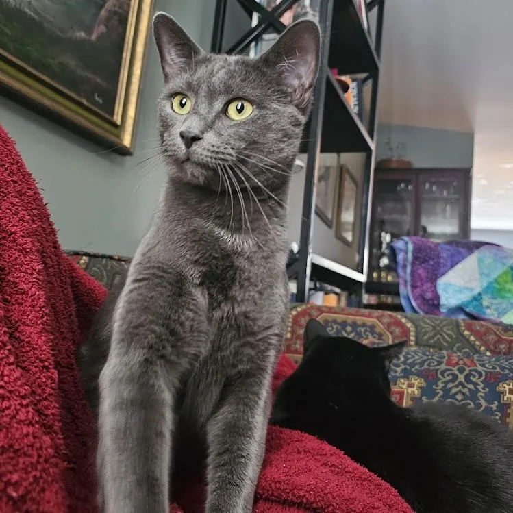 An adult small-sized male Gray / Blue / Silver American Shorthair cat named Ernie for adoption in Reisterstown, MD