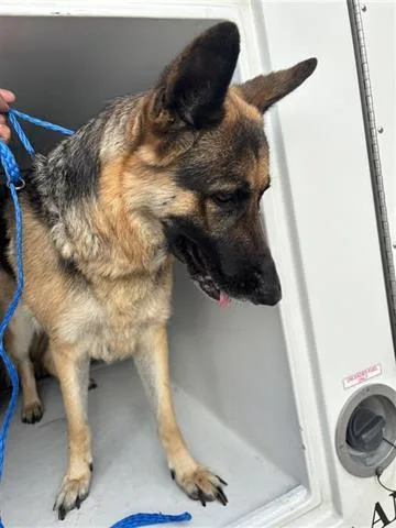 An adult large-sized female German Shepherd Dog dog named A for adoption in Houston, TX